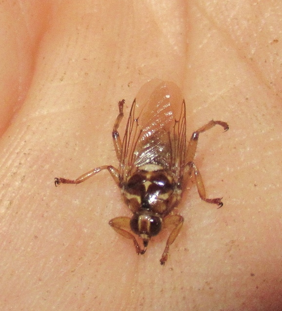 kullancslegyek Hippoboscidae